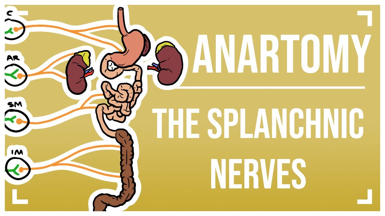 Sympathetic Nervous System 2: The Splanchnic Nerves