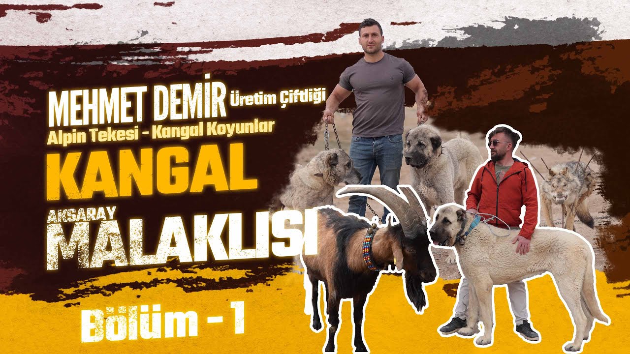 ALPİN KEÇİSİ VE KANGAL KOYUNLARLA HASANDAĞINDA BİR YAŞAMIN HİKAYESİ | MEHMET DEMİR