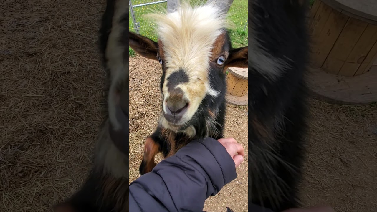 Nigerian dwarf goats in rut.