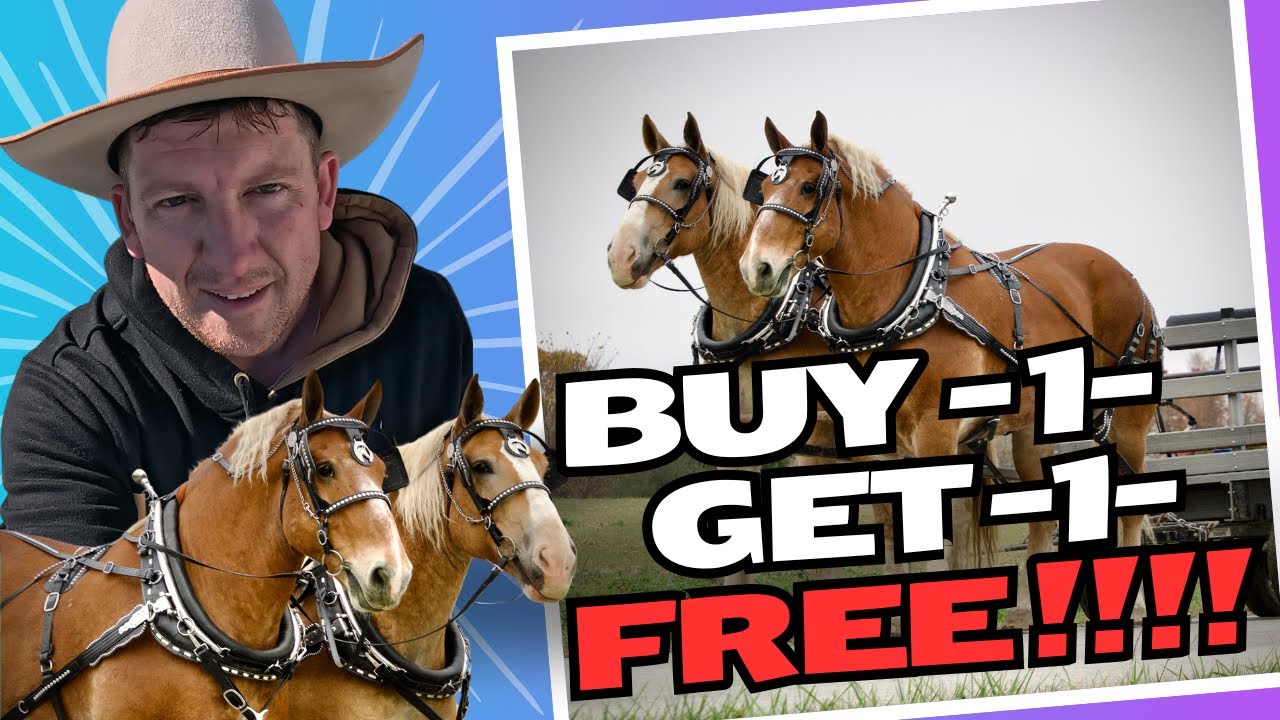 Incredible Offer on Draft Horse Teams: Buy One, Get One FREE! Don’t Miss Out!