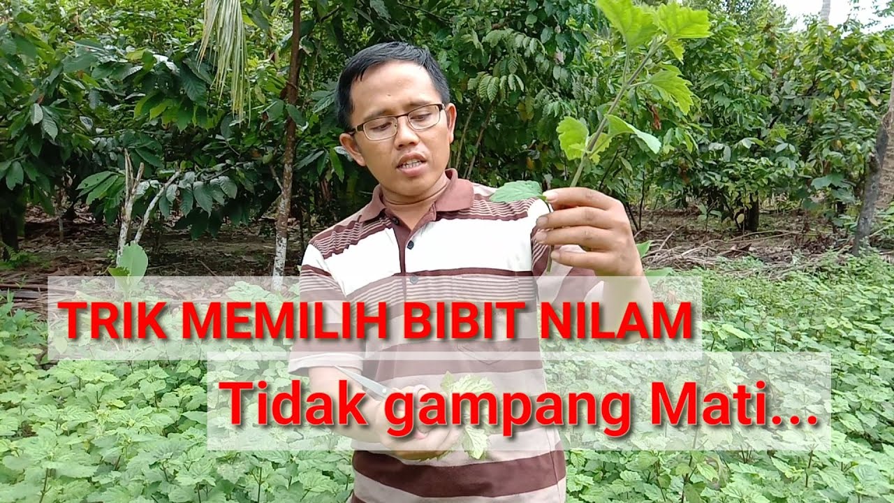 Trik memilih bibit Nilam
