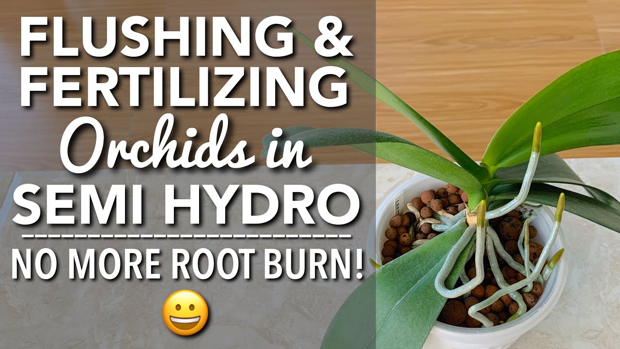 FLUSHING & FERTILIZING MY ORCHIDS IN SELF WATERING POTS/SEMI HYDRO | Paano MagFertilize Ng Orchids