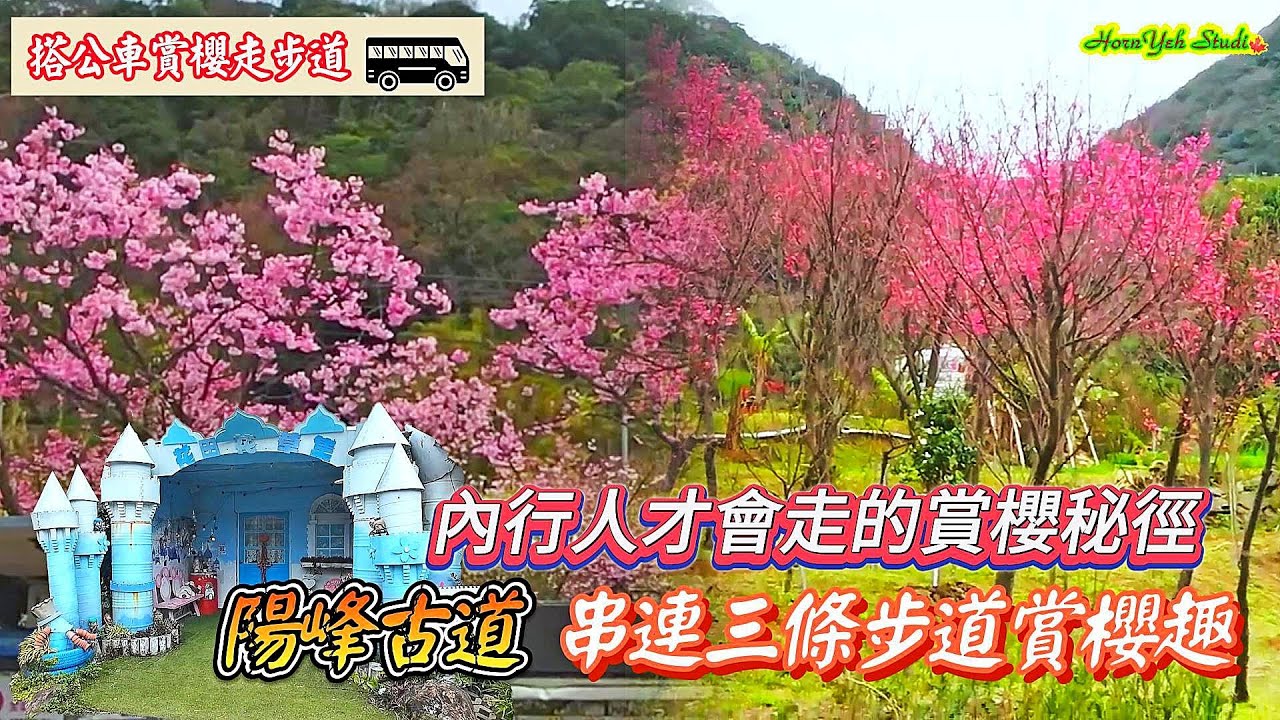 內行人才會走的賞櫻秘徑 #陽峰古道 串連三條步道賞櫻趣 #鼎筆橋步道 #東昇步道 #風尾步道 Yangfeng Historic Trail connects three trails
