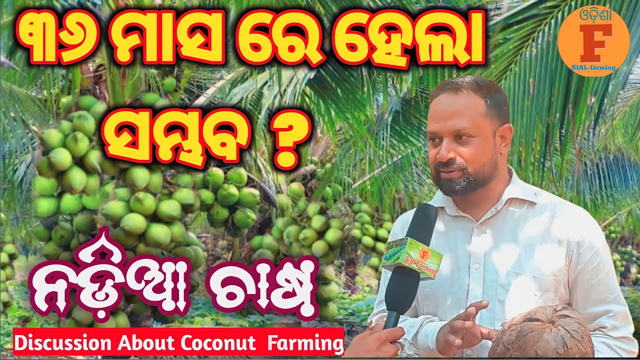 ୩୬ ମାସରେ ହେଲା ସମ୍ଭବ,ନଡ଼ିଆ ଚାଷ।।36 months coconut harvesting।।How to start coconut farming।।#cocoter