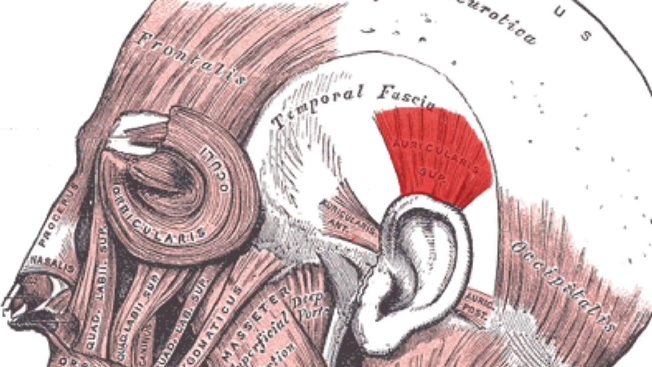 Auricularis Superior Muscle Subliminal