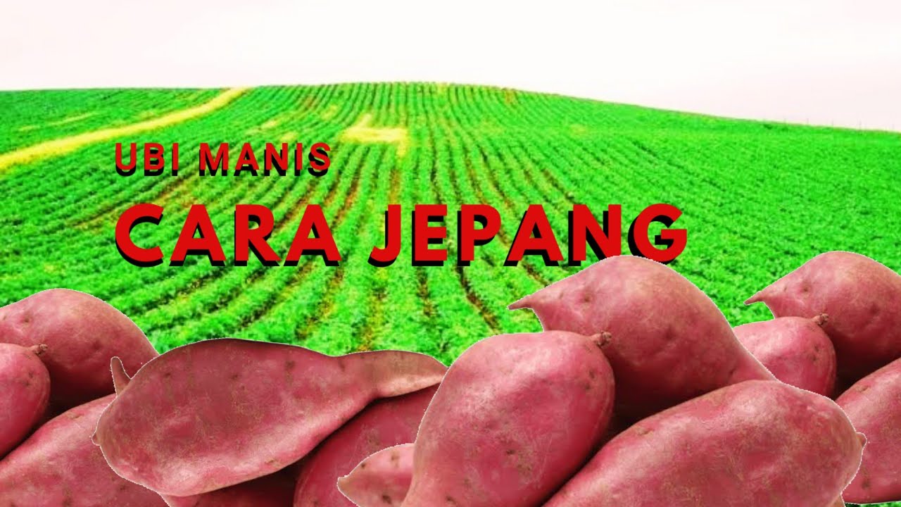 PERTANIAN UBI MANIS MODERN DI JEPANG | BERKEBUN BERSAMA Eps#20