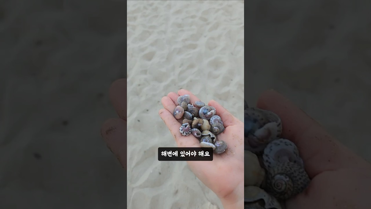 조개껍데기는 바다로🐚🌊 #광안리 #플로깅 #쓰줍