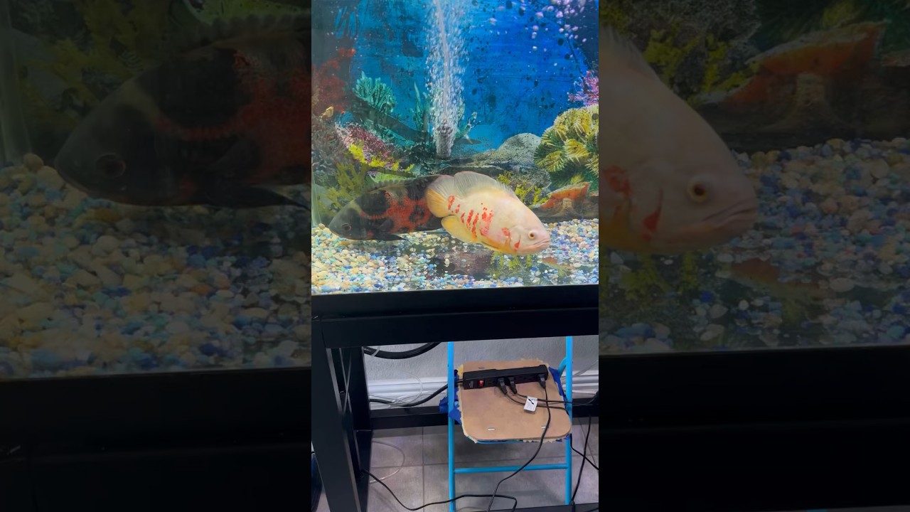 My Oscar Cichlid Hobby #cichlid #oscarfish #55gallon #shortsvideo