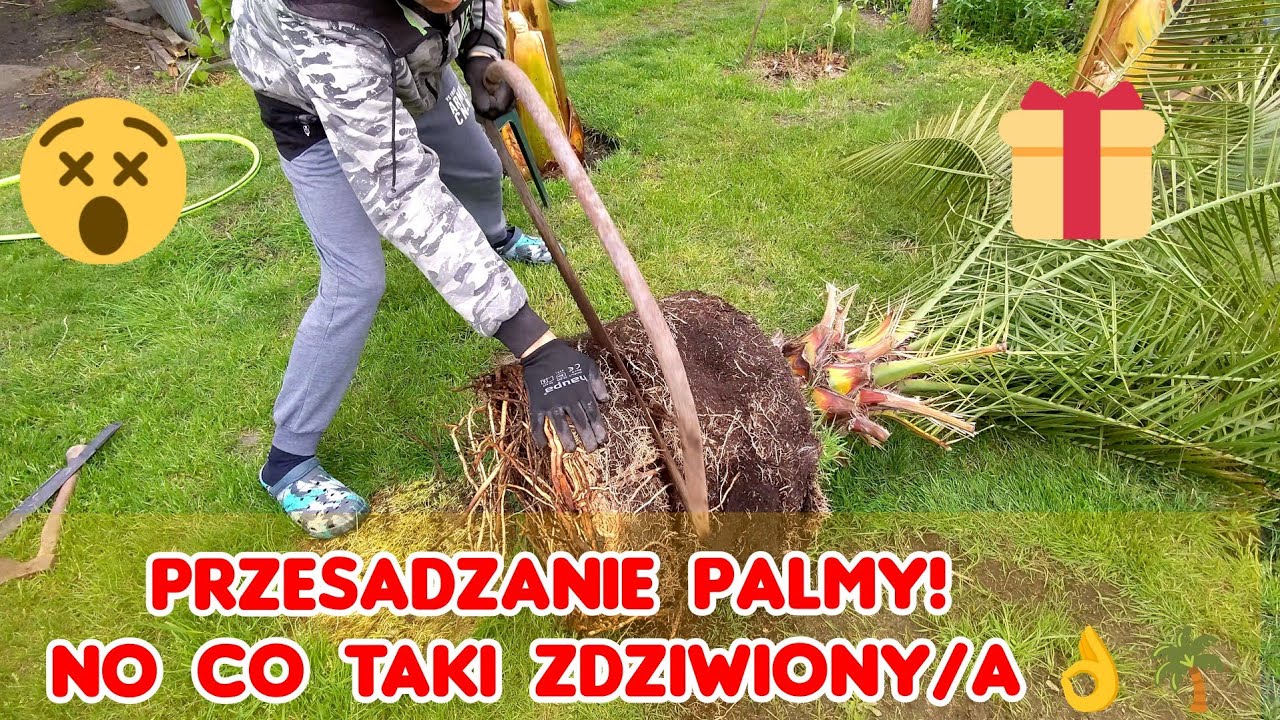 Palma daktylowiec kanaryjski, przesadzanie, cięcie korzeni. Wiek około 30 lat.