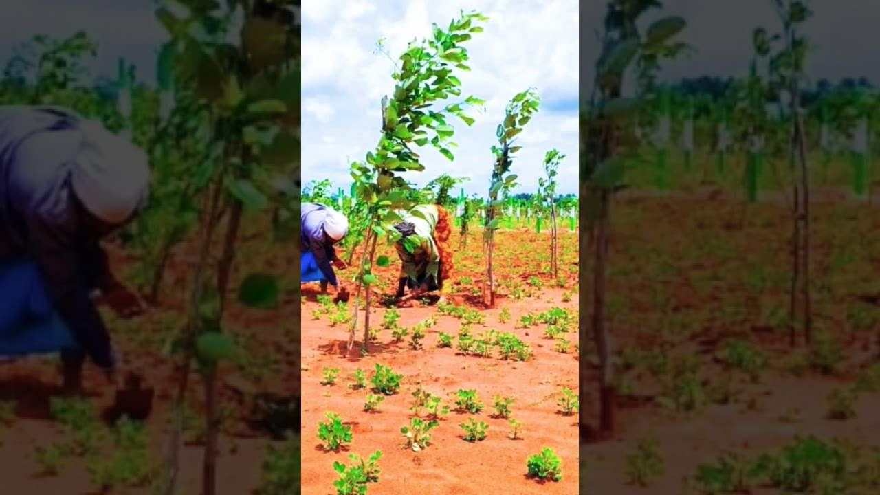 #redsandal #agriculture #farmland #properties #farming #redsoil #realestate #like #investment #plot