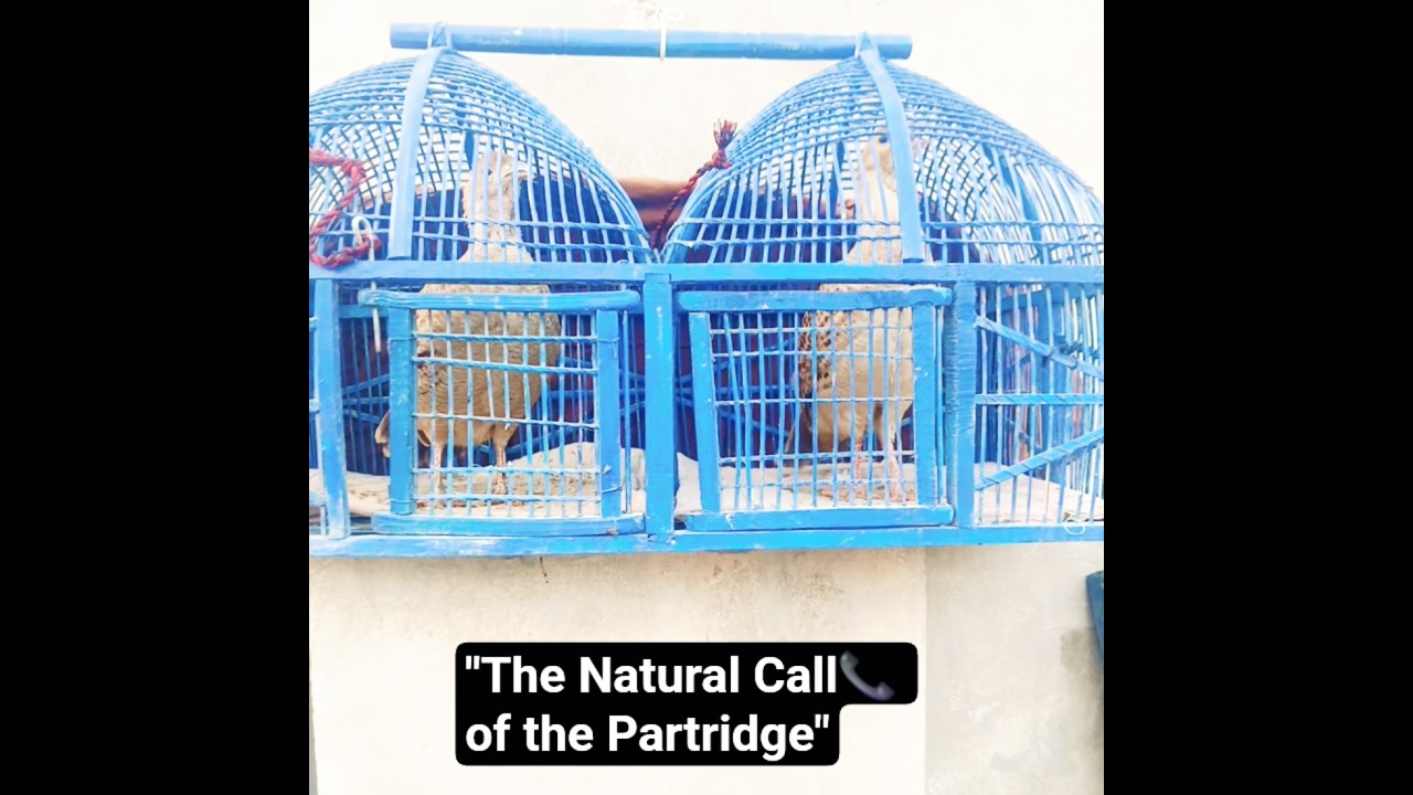 "The Natural Call📞 of the Partridge"|Teetar Calling📞|Teetar Awaz|Original of Partridge  