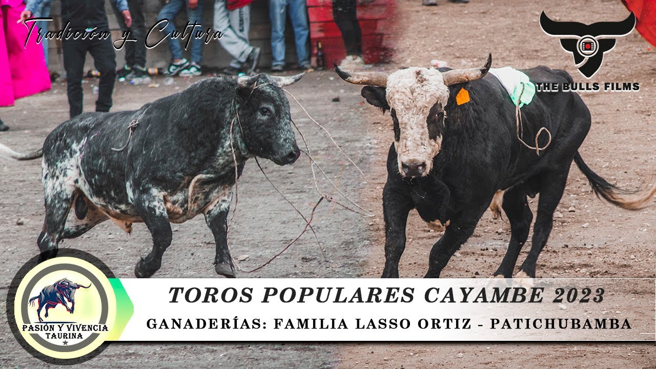 TOROS  POPULARES CAYAMBE 2023 || GANADERÍAS HACIENDA SAN RAFAEL DE PATICHUBAMBA || CAYAMBE - ECUADOR