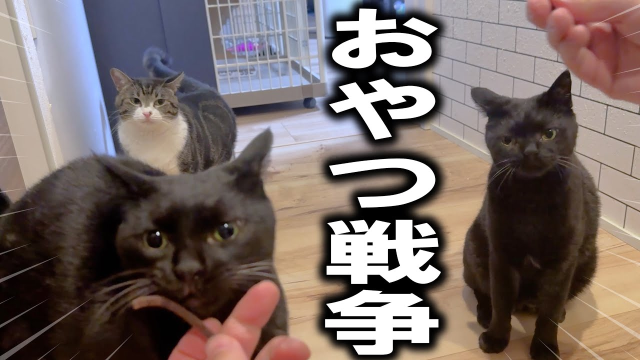 ハイパー黒猫姉妹と凶暴猫に「マタタビ」あげたらクセ強な戦いになった年明け