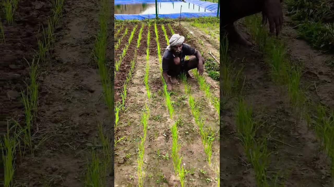 Weeding in Direct Seeded Rice (DSR) experimental plot #farming #farm #rice #dsr