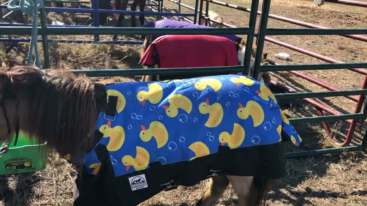 Reviewing horse blankets ❄️