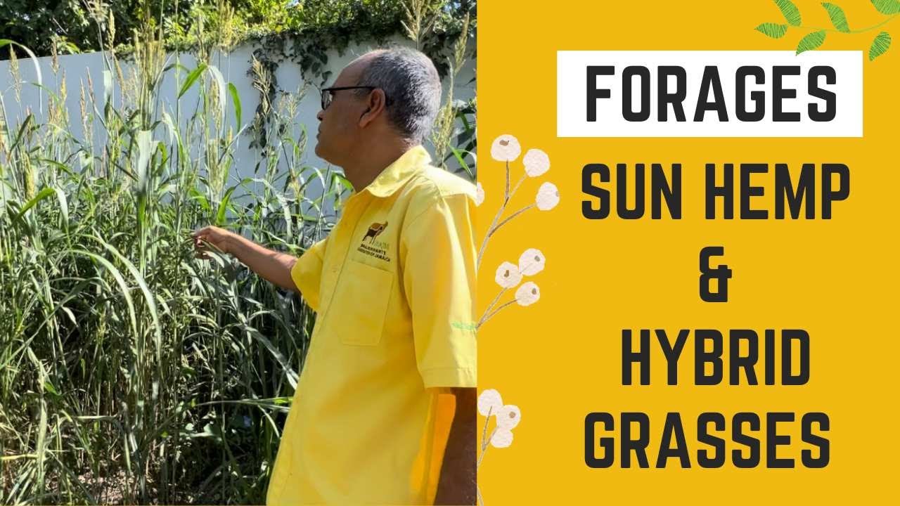 PLANTING FORAGES SUN HEMP AND HYBRID GRASSES || PLANTING HYBRID GRASSES IN MY BACKYARD