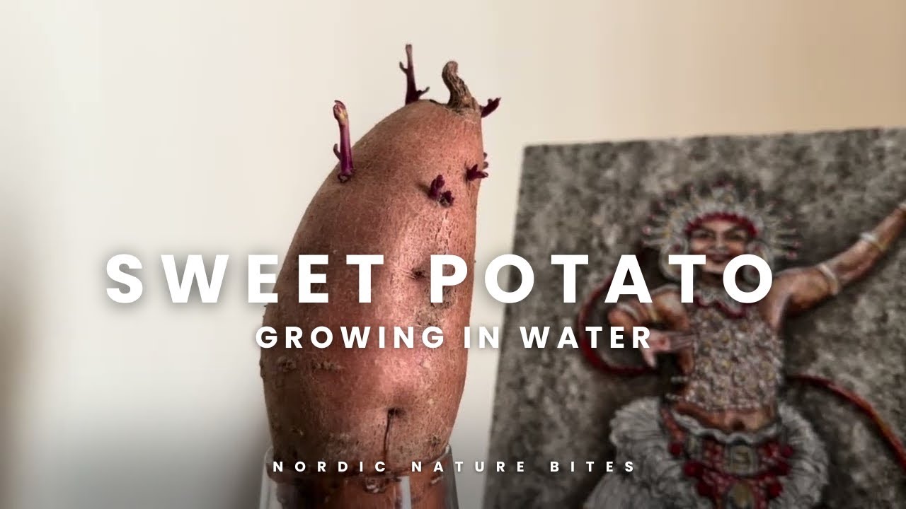 Growing Sweet Potato in Water 🌱 🍠| Calm & Satisfying Plant Growth @NordicNatureBites 