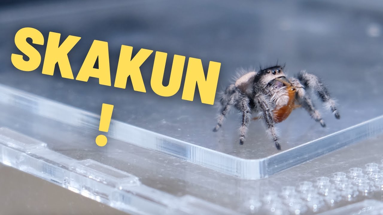 Rozmnożyłem SKAKUNA, ale....