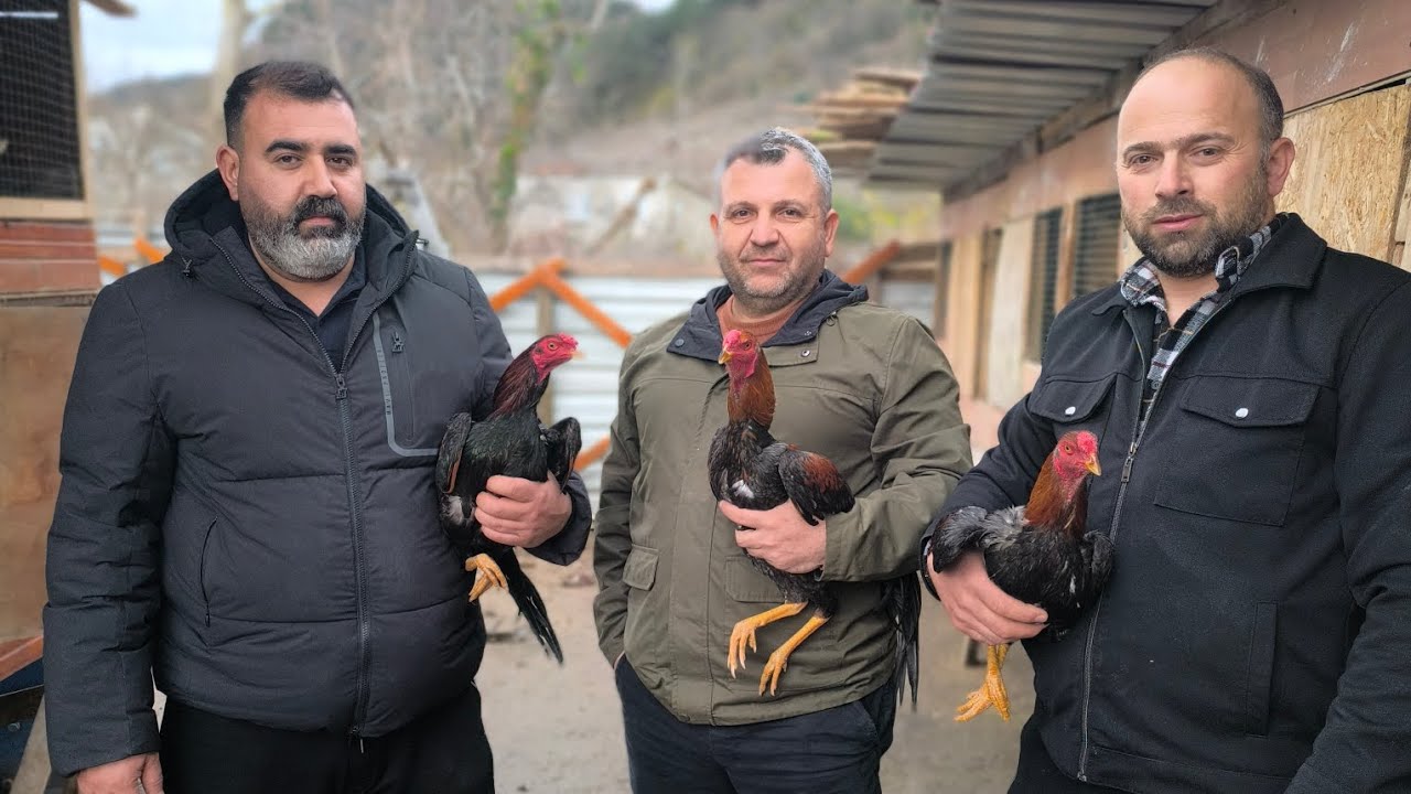 Başkentten Gelen Dostumuz Koray Topal İle Ünye'de Kümes Ziyaret Ettik.