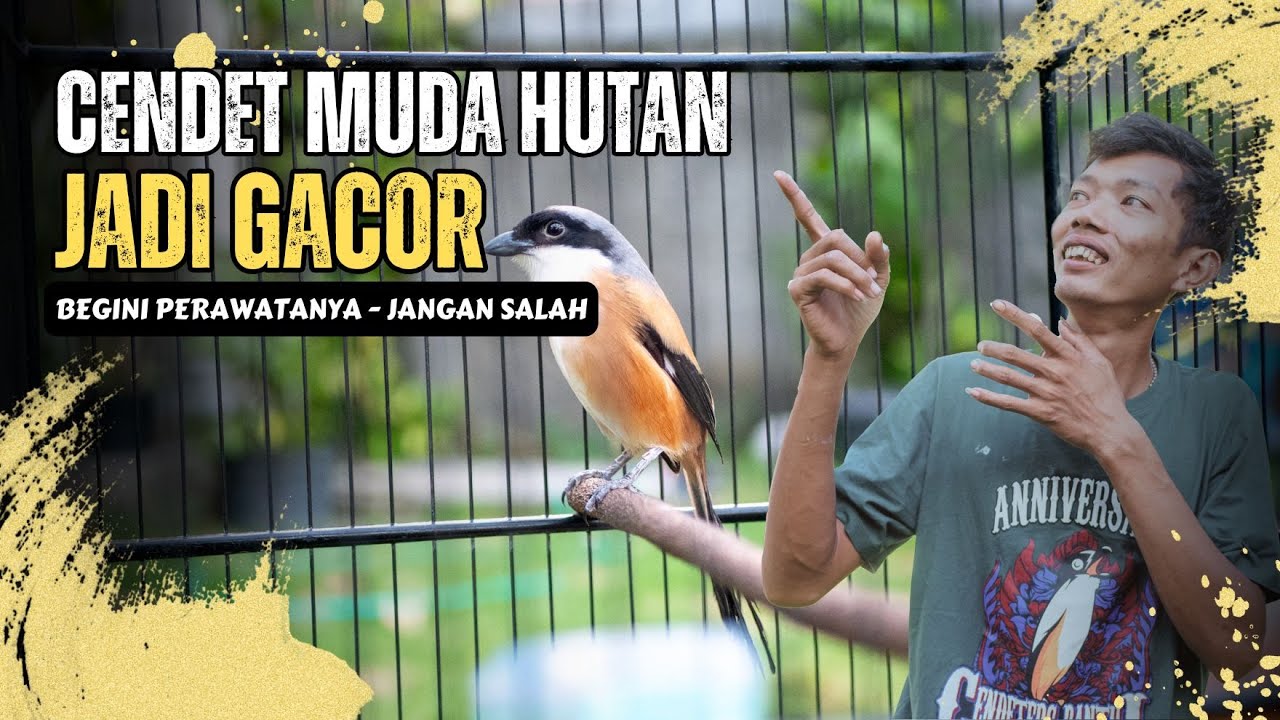 Harus Tau ‼ Cendet Muda Hutan Agar Gacor - Begini Perawatanya ‼