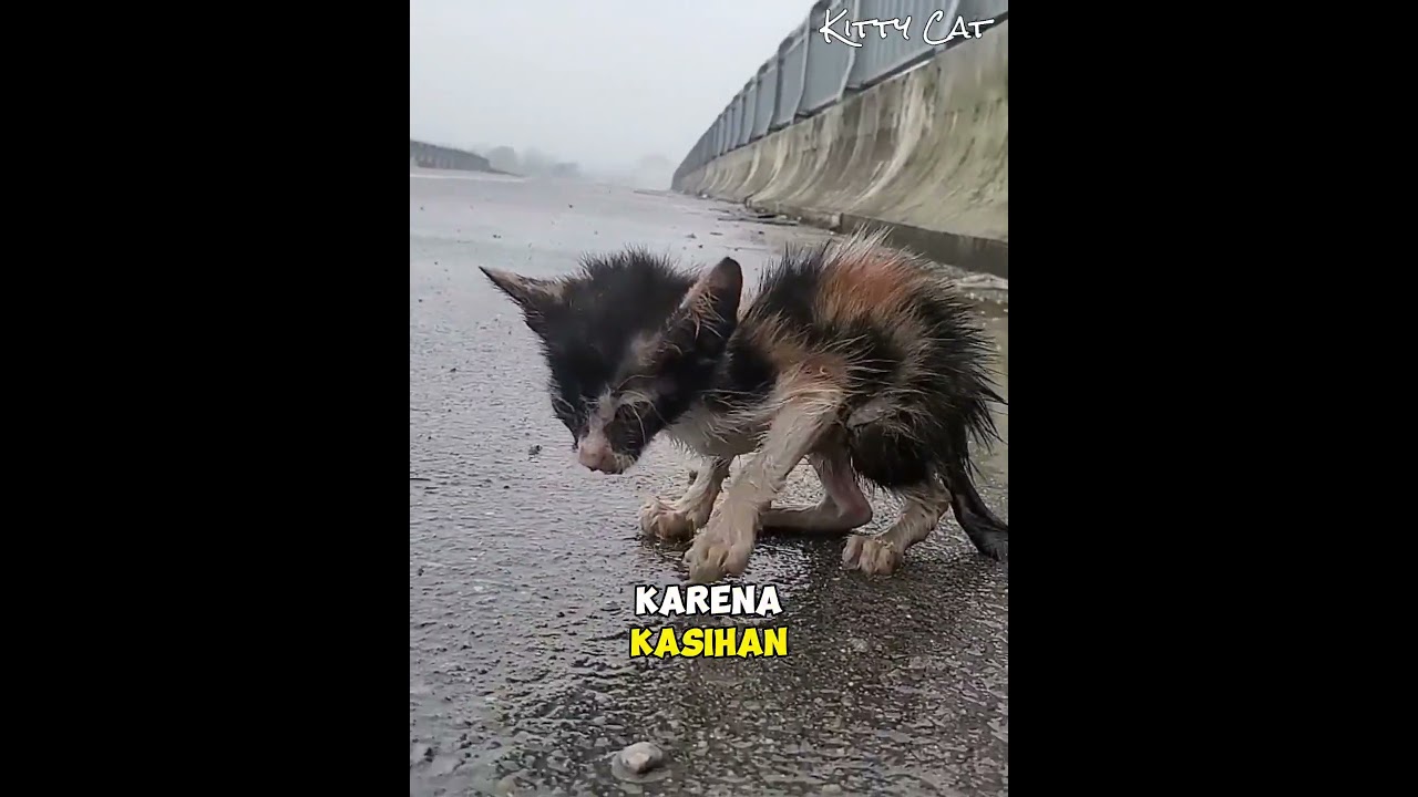 Menolong Anak kucing Yang Lemas Takberdaya Dipinggir Jalan 