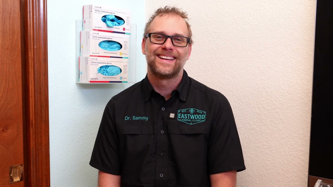 Preventing Ear Infections in Our Fuzzy Canine Buddies
