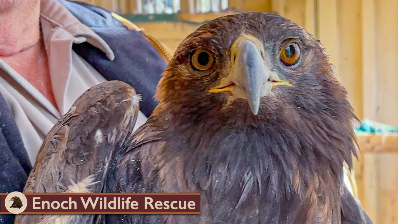 Golden Eagle Recovery & Release!