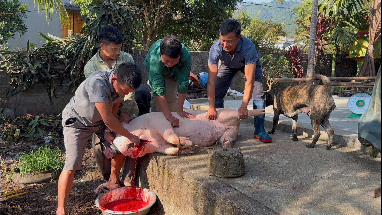 Mổ Lợn 200 kG B&eacute;o &Uacute;, Si&ecirc;u Phẩm Tiết Canh Lợn V&agrave; Thịt Nộm N&acirc;u Ngon Tuyệt Đỉnh - Nh&iacute;p Sống T&acirc;y Bắc