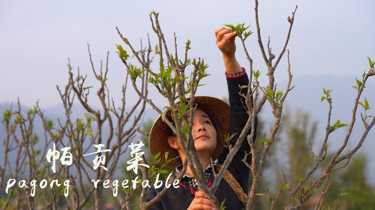 把春天吃进肚子里——帕贡菜【滇西小哥】