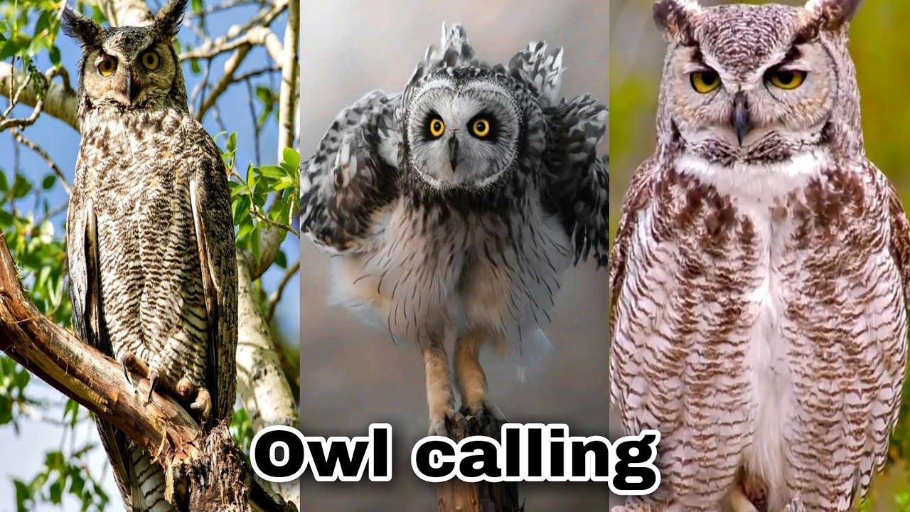 owl calling | brown wood owl |  eurasian scops owl |  northern hawk owl   Southern boobook owl |owls