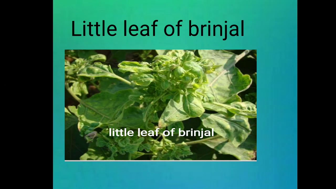 Little leaf of brinjal