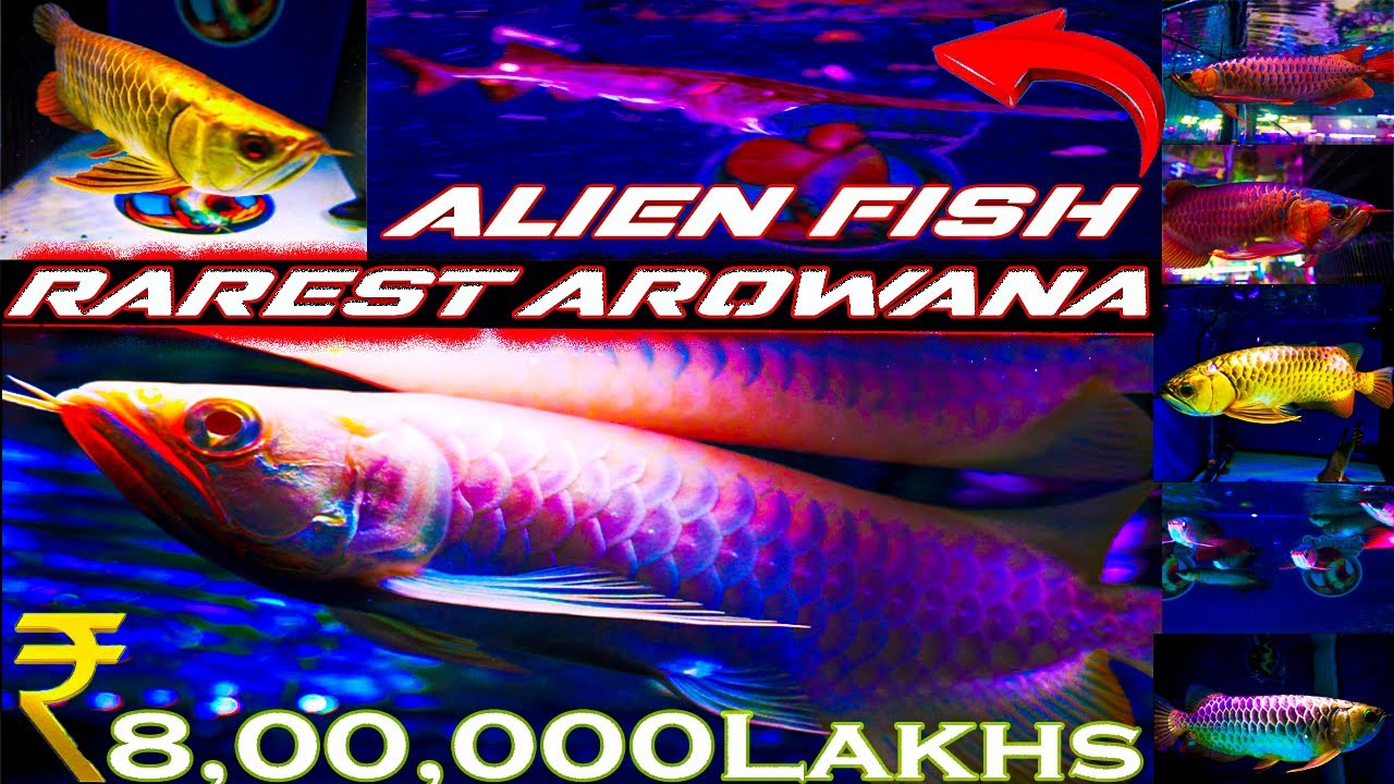 Albino cross back arowana | rare asian arowana | chili red super red arowana | kolathur to bangkok