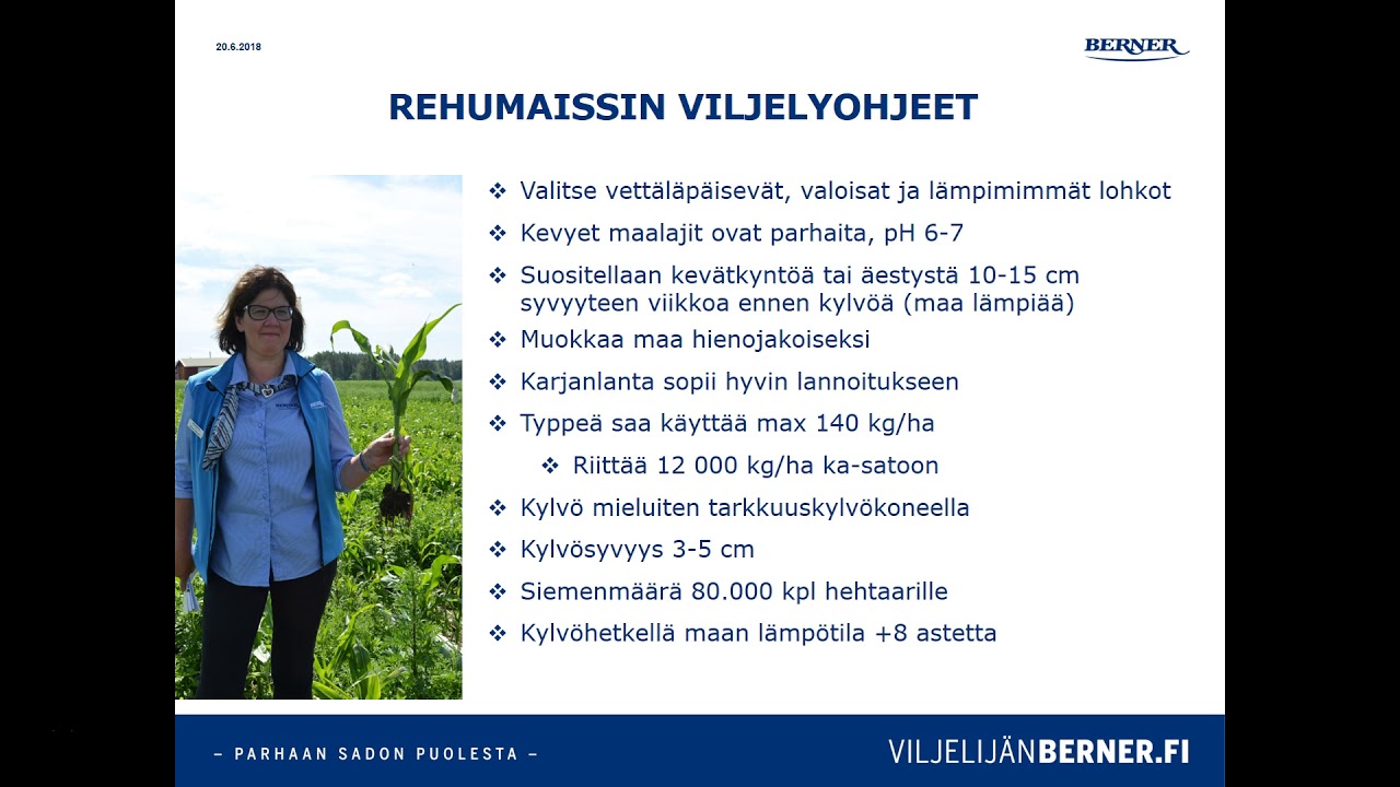 Maissin viljely tiivistettynä