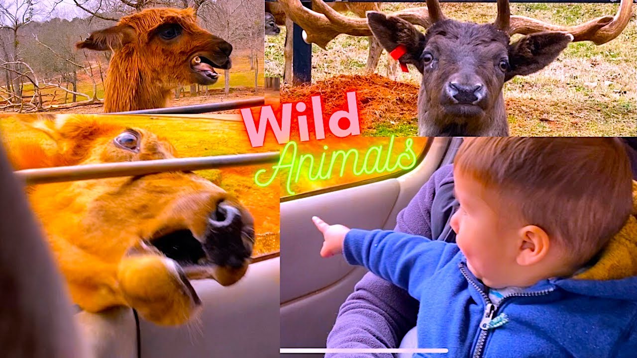 Wild Animal Safari Pine Mountain Georgia 10 minutes from The Great Wolf Lodge LaGrange Georgia