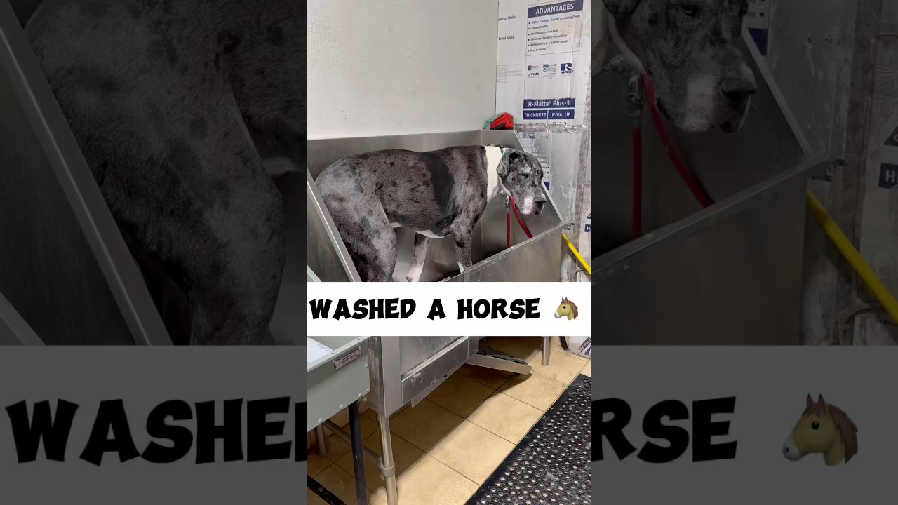 Этот дог был великолепен #немецкийдог #немецкиедоги #собаковод #купаниесобак #руководство