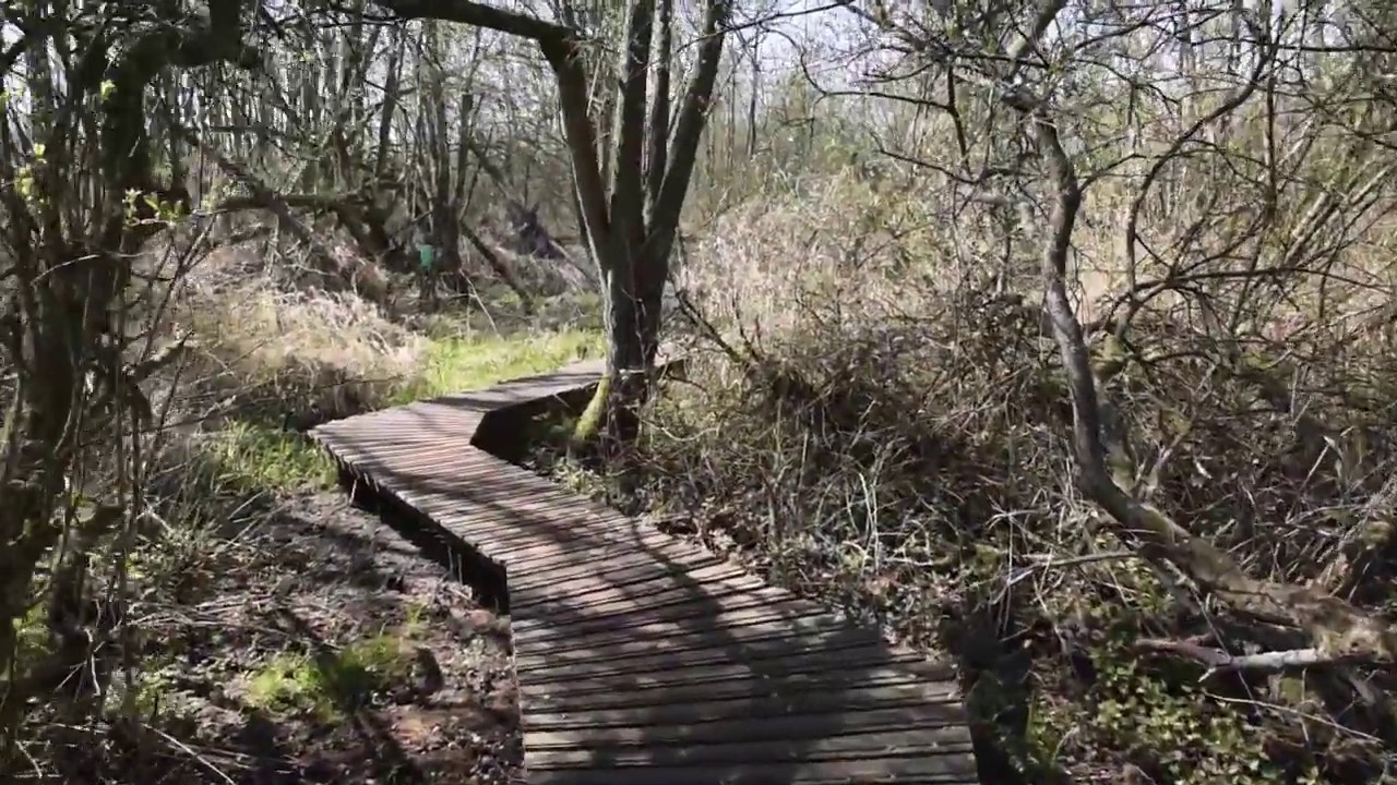 Het Broekbos in Meerhout