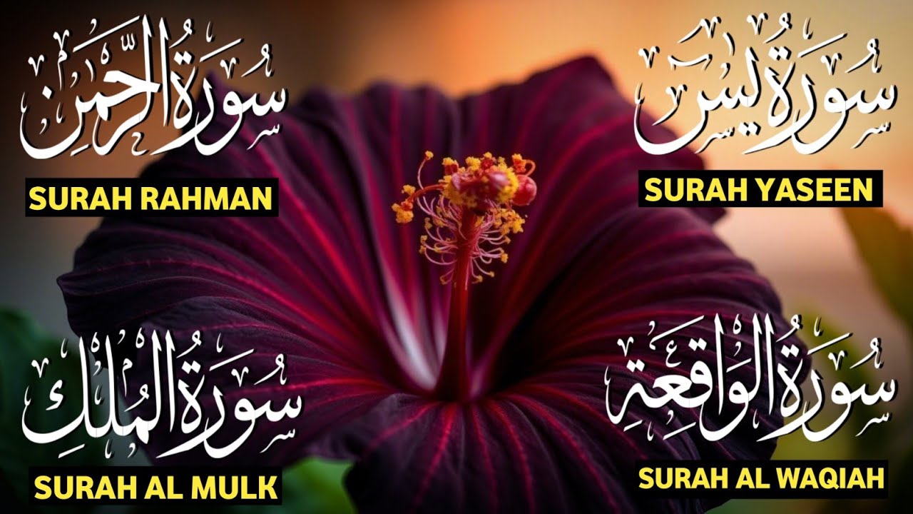 Surah Yaseen ❤ Surah Rahman ❤ Surah Al Waqia ❤ Surah Al mulk Soothing Quran recitation | Ep000388