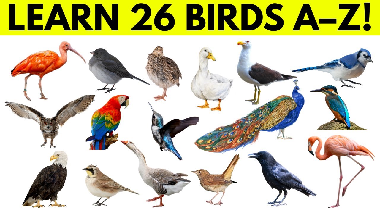A to Z Birds for Kids: Learn 26 Bird Names with Pictures & Fun Facts | Preschool Video