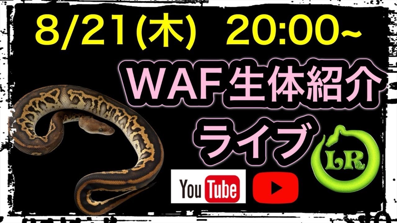 WAF北九州生体紹介