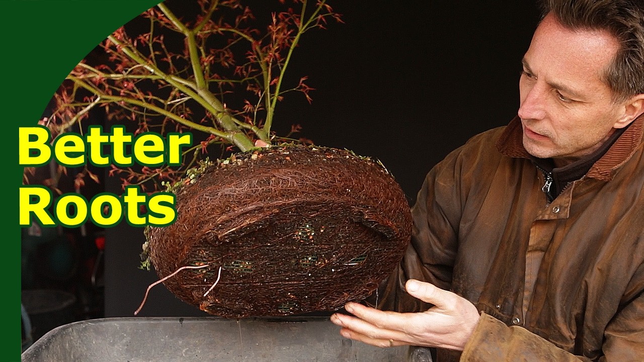 Пересадка бонсай &mdash; объяснение работы с корнями (3 дерева)