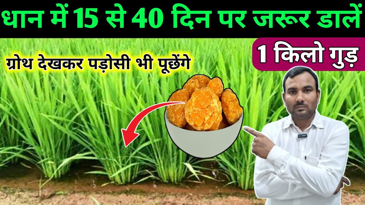 धान में फुटाव,कल्ले और ग्रोथ के लिए बेस्ट फॉर्मूला, पूरा वीडियो देख लो । Dhan me kalle kaise badhae