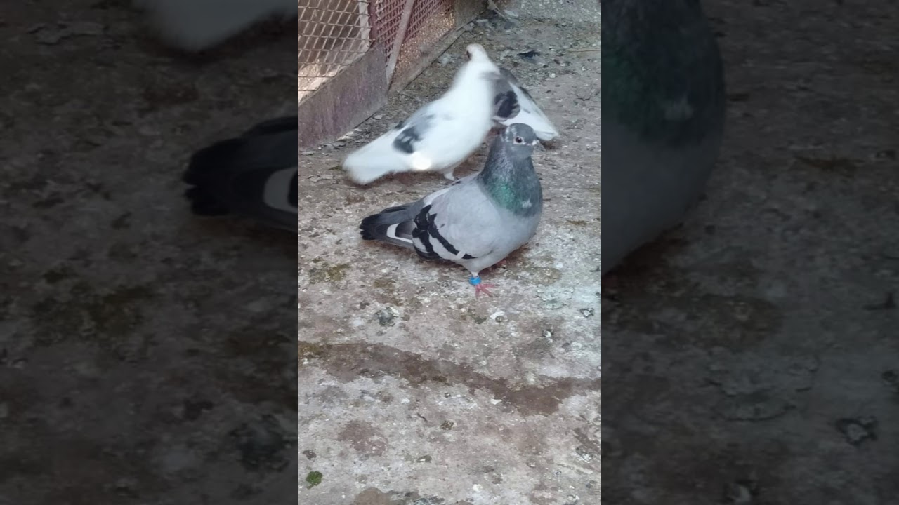 حمام الفعل الاصيل تاع الزهني