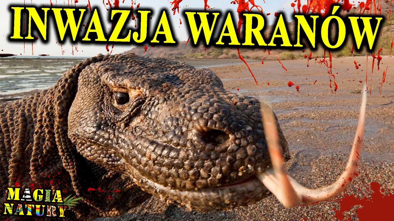 Krwiożercze, Jadowite Smoki - 5 Największych WARAN&Oacute;W Świata