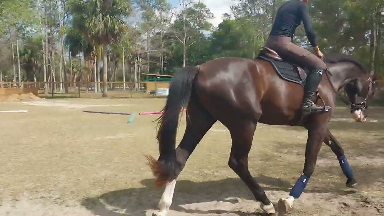 Daxon training 