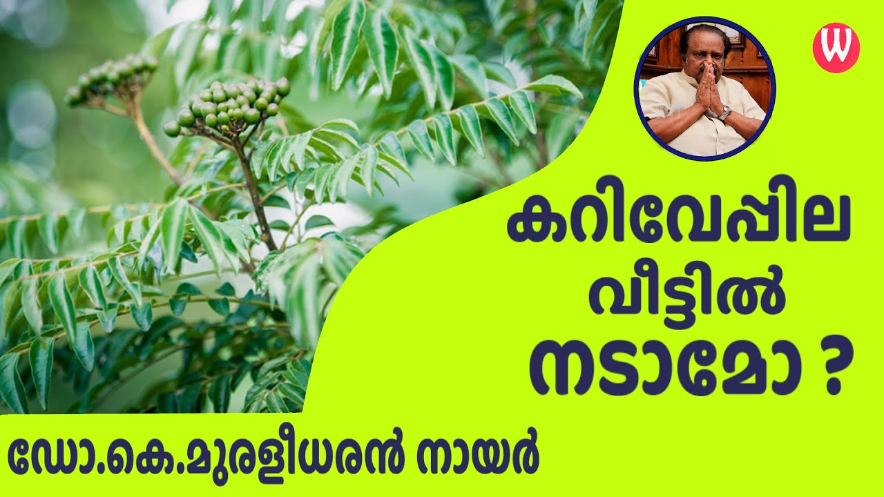കറിവേപ്പില വീട്ടിൽ നടാമോ ? ഡോ.കെ.മുരളീധരൻ നായർ | വാസ്തു ആചാര്യ | പ്രപഞ്ചം - 77