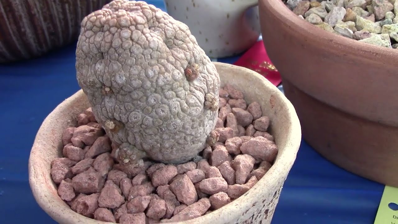 San Diego Cactus & Succulent Society Winter Show 2023 Pt. 3/4