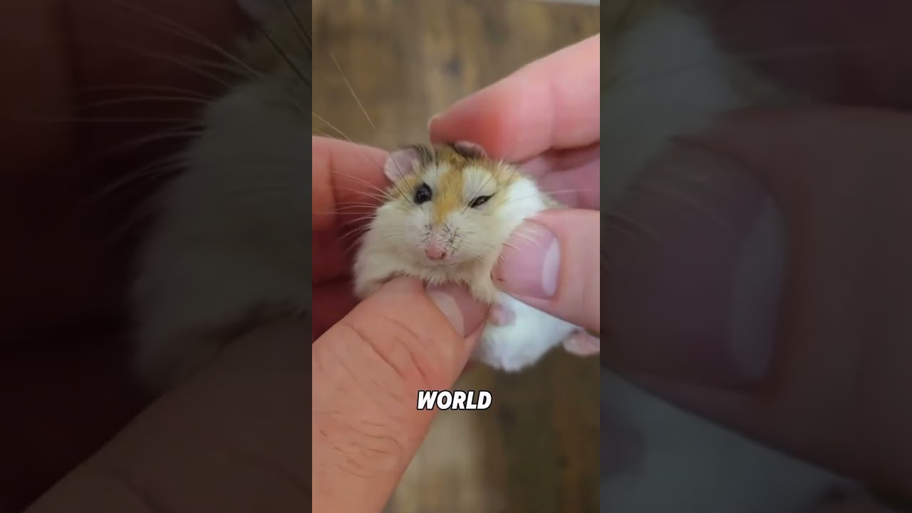 Roborovski Hamster #hamsters #documentary  #animals #nature #cute #pet