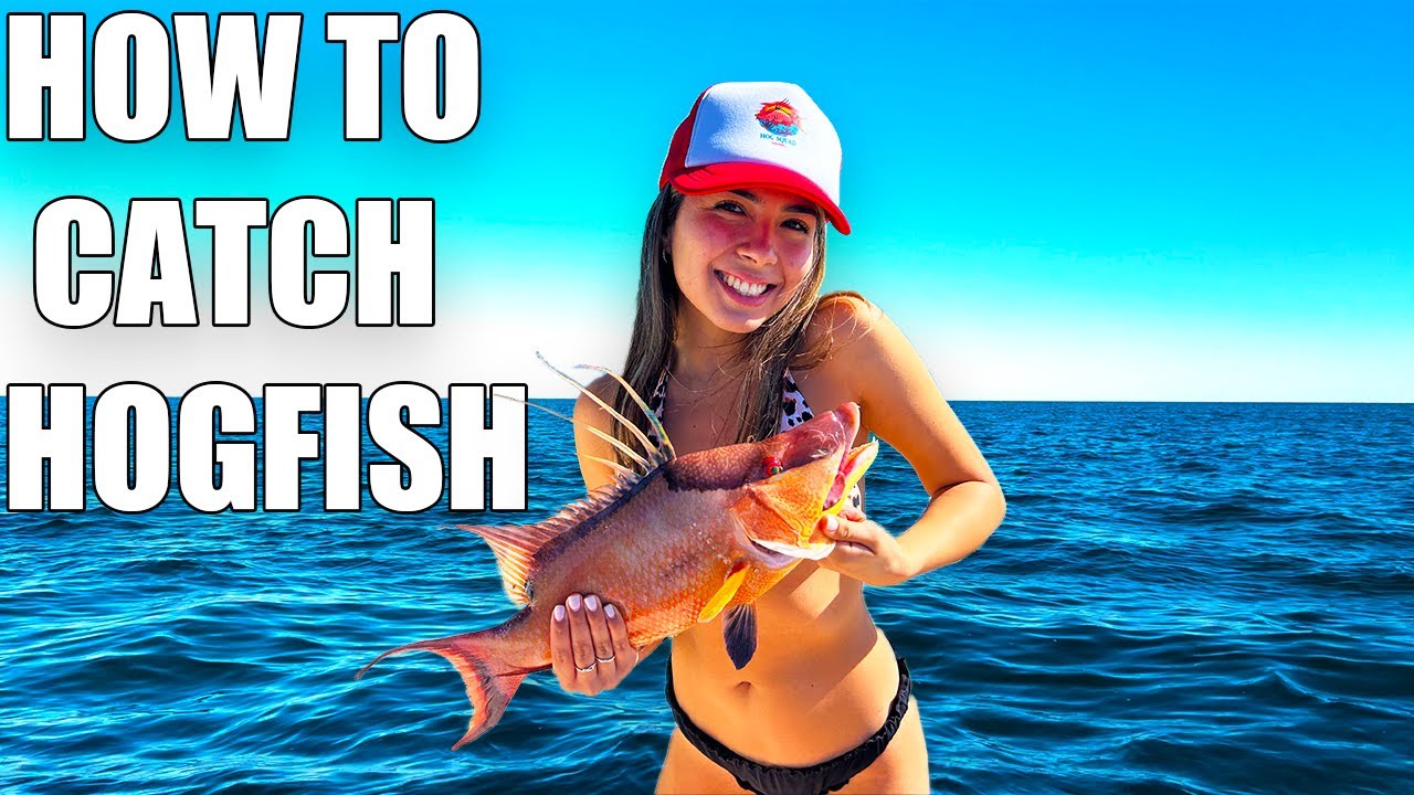 How To Catch Hogfish In Tampa Bay (Catch And Cook)