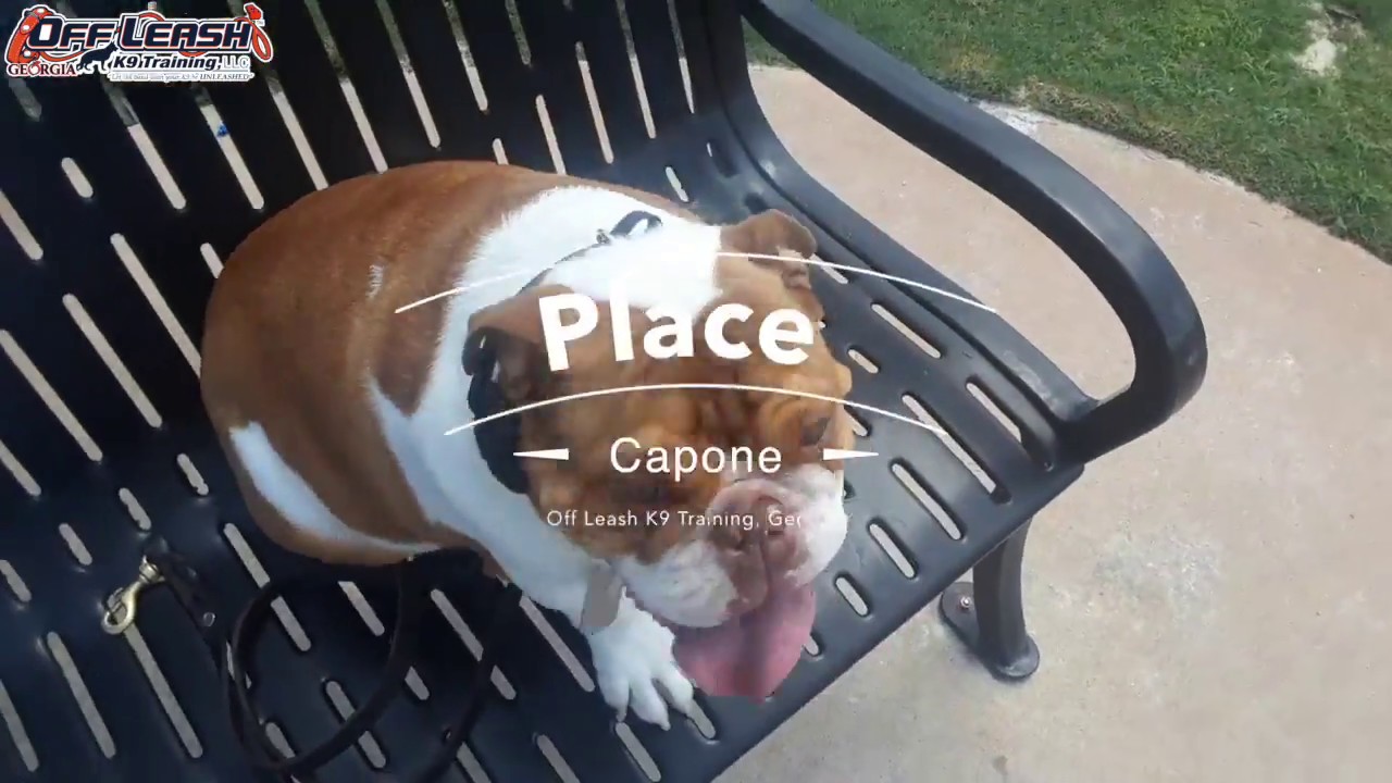 7 Month Old English Bulldog 
