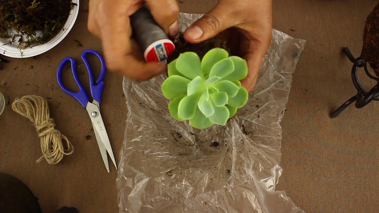 Taller: Mini Kokedamas